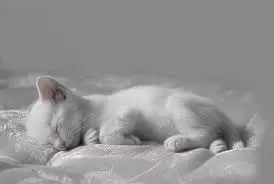 What dreams White cat in the dreams of Freud, Miller, Loffe, Tsvetkov